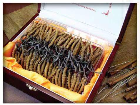 黎平冬虫夏草回收